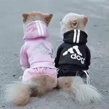 Productos para Mascotas, perros, gatos, peces y más en Fivelis